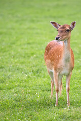 Fallow deer in a clearing
