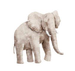 Watercolor hand painted realistic elephant isolated on white background.