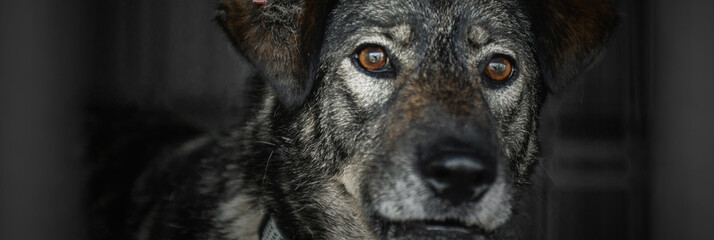 Dog in animal shelter waiting for adoption. Dog  behind the fences.