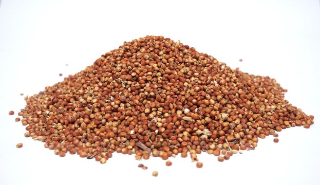 Milo sorghum piles high carbohydrates and mycotoxins source of animal feed