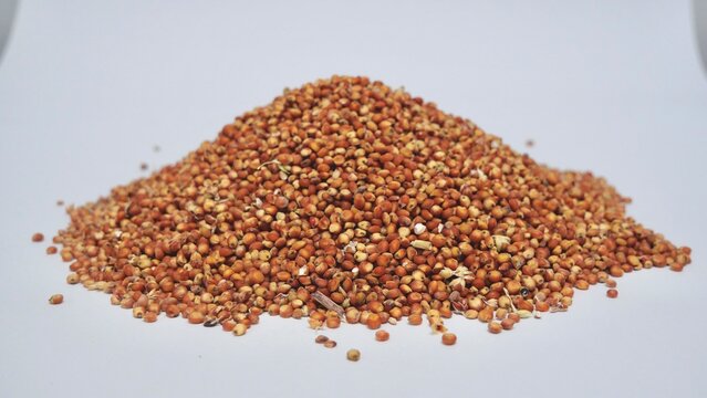 Milo sorghum piles high carbohydrates and mycotoxins source of animal feed