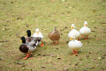 walking geese on the grass