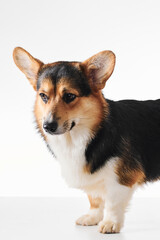 Pembroke Welsh Corgi portrait isolated on white studio background with copy space, purebred dog