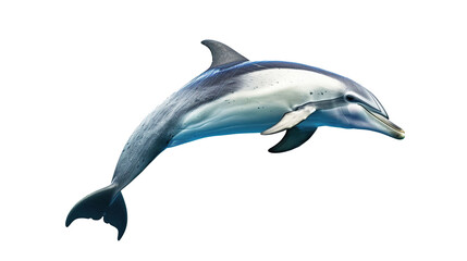 Obraz na płótnie Canvas dolphin fish on transparent background