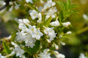 Weigela Snowflake flowers