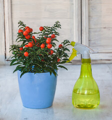 Nightshade (Solanum pseudocapsicum) with red fruits in a blue pot  and   spray   on the window