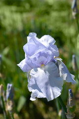Tall bearded iris Blue Sapphire flower