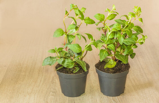 Two pots with seedlings of young funsia bushes