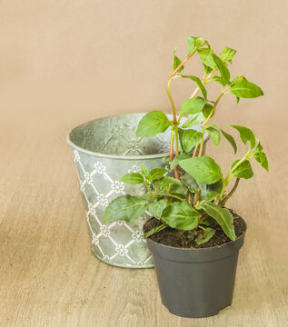 Pot  with seedlings of young funsia bushes