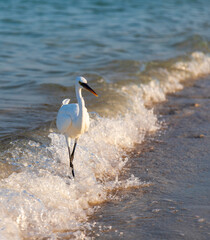 Reiher am Strand
