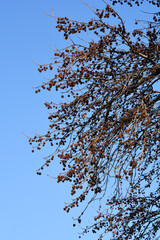 American sweetgum branches in winter