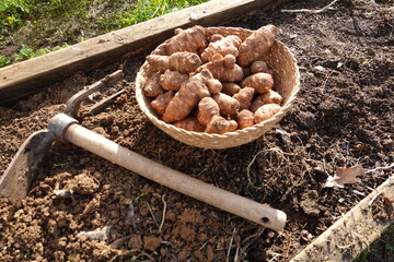 sunroot cultivation detail. hoe for planting jerusalem artichoke in the vegetable garden.