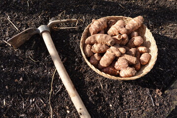 sunroot cultivation detail. hoe for planting jerusalem artichoke in the vegetable garden.