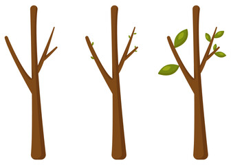 Three plants in leaf growth stages