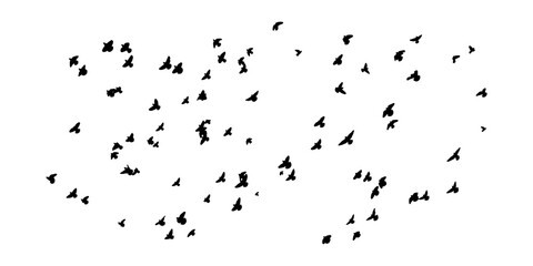 Silhouette of birds. Vector flock of birds in the sky. isolated background. - obrazy, fototapety, plakaty