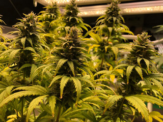 Indoor cannabis growing operation 