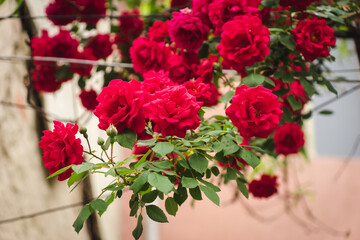 Beautiful fresh roses in nature. Natural background, large inflorescence of roses on a garden bush. A close-up of rose bush with flowering red roses