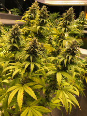 Live marijuana plant with many huge colas