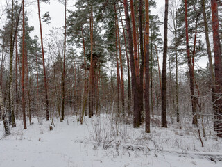 Fototapeta premium Winter pine and deciduous forest with fallen tree on foreground