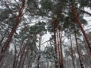 Pine branches and trunks in winter forest in overcast weather