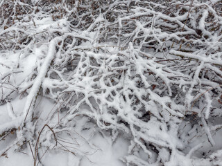 Dense branches of bushes and different plants covered with snow