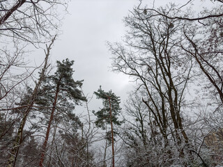 Tops of pines and deciduous trees against the cloudy sky
