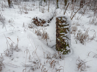 Section of the winter forest with fallen tree and stump