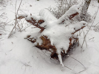 Trunk and roots of fallen uprooted tree covered with snow