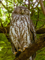 Barking Owl in Queensland Australia