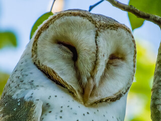 Barn Owl in Queensland Australia
