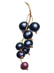 Blackcurrant watercolor illustration. Realistic branch with ripe berries. Juicy artwork with shiny purple sweet food for label design - 726377348