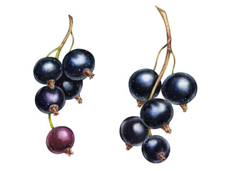 Blackcurrant watercolor illustration. Realistic ripe berries. Set of two branches. Juicy artwork with shiny sweet food for label design - 726377977