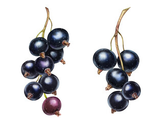 Watercolor black currant. Realistic ripe berries. Set of botanical watercolor illustrations. Juicy artwork with shiny sweet food for label design - 726378102