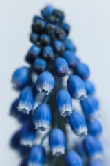 a macro photo of blue Grape hyacinth flowers with green stems