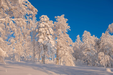 Winter snow-covered trees in the Ural mountains