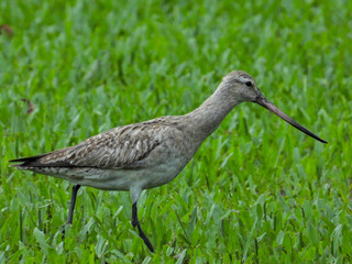 Bar-tailed Godwit in Queensland Australia