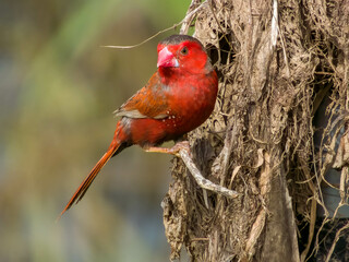 Crimson Finch in Queensland Australia