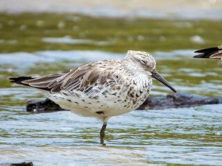 Great Knot in Queensland Australia