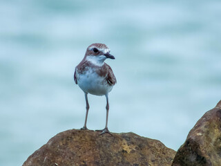 Greater Sand Plover in Queensland Australia