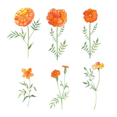 a set of illustrations of marigold hand-drawn in watercolor, a picture of an orange flower, a postcard with a flower symbolizing the day of the dead, a magical plant.