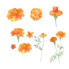 a set of illustrations of marigold hand-drawn in watercolor, a picture of an orange flower, a postcard with a flower symbolizing the day of the dead, a magical plant.