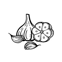 Garlic set. Hand drawn illustration of chopped garlic. Isolated background.