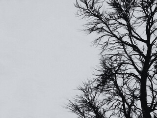 tree silhouette on white background 