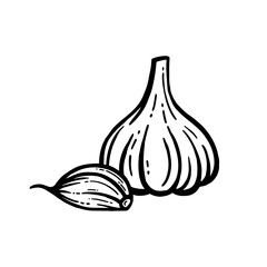 Garlic vector. Hand-drawn. Head of garlic isolated background.
