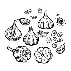 Garlic sketch. chopped garlic. Vector sketch isolated background. With layers.