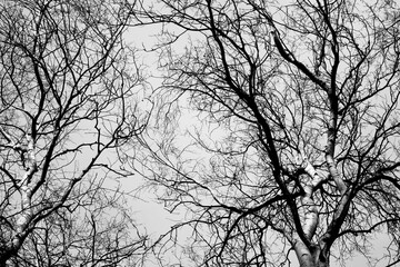 Forest Trees Autumn Crossed Branches  Branches silhouette Winter Trees in the Forrest