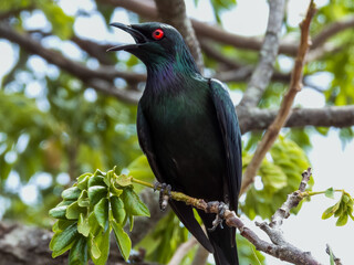 Fototapeta premium Metallic Starling in Queensland Australia