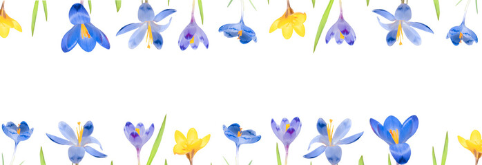 Floral frame from spring flowers crocus isolated on a white background. Top view and copy space. Banner, botanical design