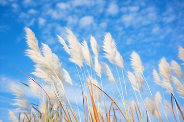 Obraz premium japanese silver grass with white plumes against blue sky