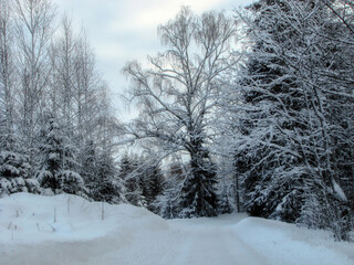 a view looking across the road in the snow near the tree lined path